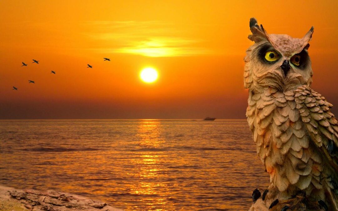 Scenery-Sunset-Dusk-Owl-Portr